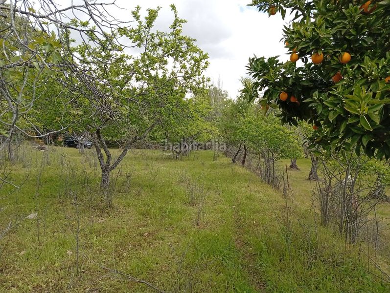 Foto 9b71d033-dc05-4133-aa34-0467ced24459. Finca rústica a Villanueva de la Vera