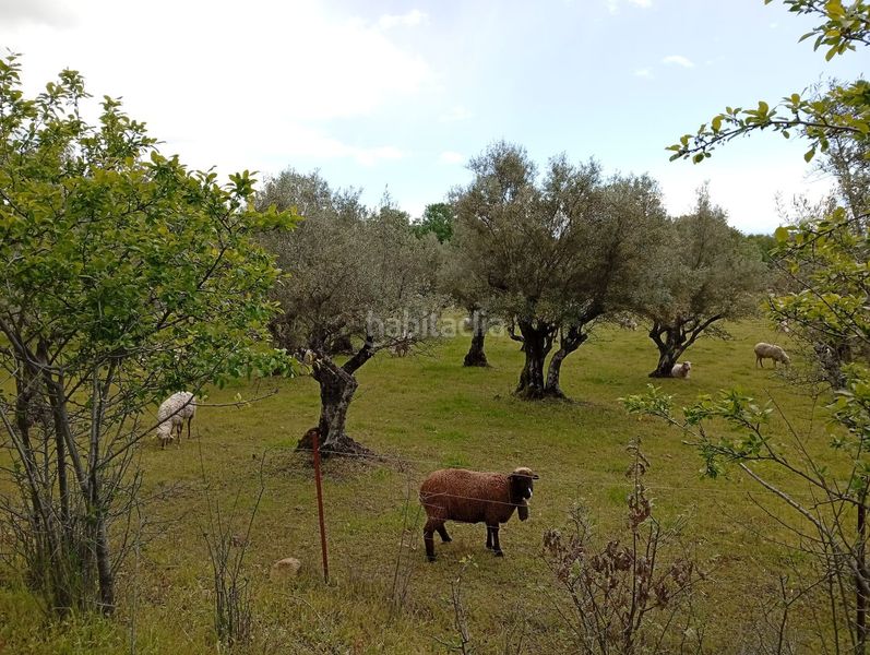 Foto a56e2c8b-106e-4561-b063-4f4c49e812ae. Finca rústica a Villanueva de la Vera