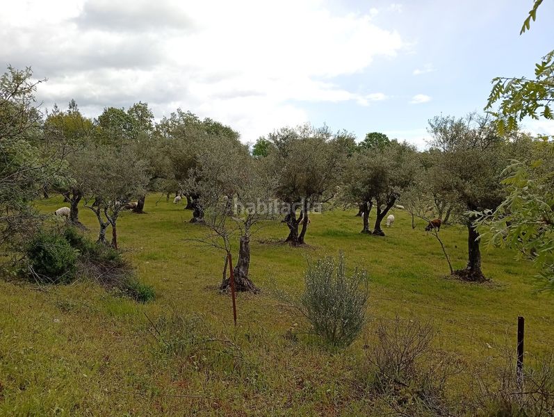 Foto b0482750-ff5a-43db-ba53-b477fc549784. Finca rústica a Villanueva de la Vera