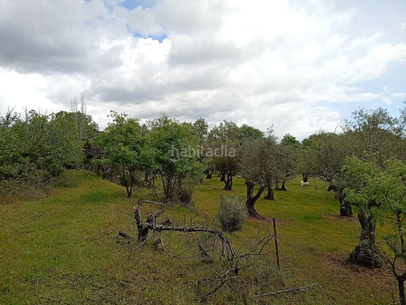 Foto c43304d1-b45a-46b8-8315-5a0682cf0497. Finca rústica a Villanueva de la Vera