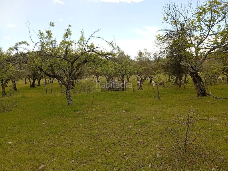 Foto cd7f5c67-4d30-485e-b7b3-d10e9a030205. Finca rústica a Villanueva de la Vera