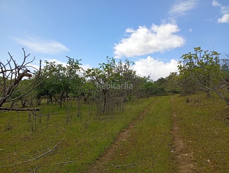 Foto dc450948-3446-4492-bd22-dd3b488ac5a3. Finca rústica a Villanueva de la Vera