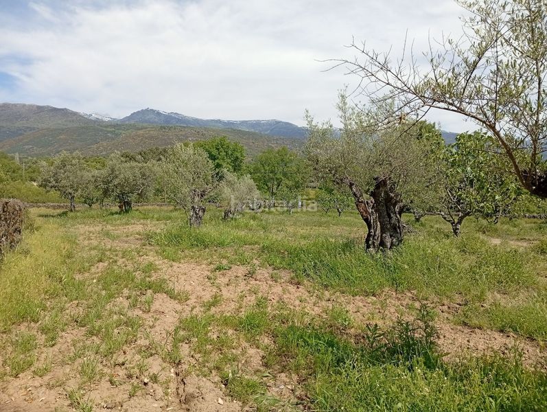 Foto 20a84a91-113e-467d-b7a6-d835d0d1f3b2. Finca rústica a Villanueva de la Vera