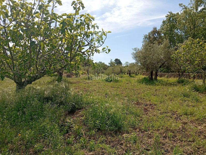 Foto 2f52f6b8-7006-4565-809c-72ff7211450d. Finca rústica a Villanueva de la Vera