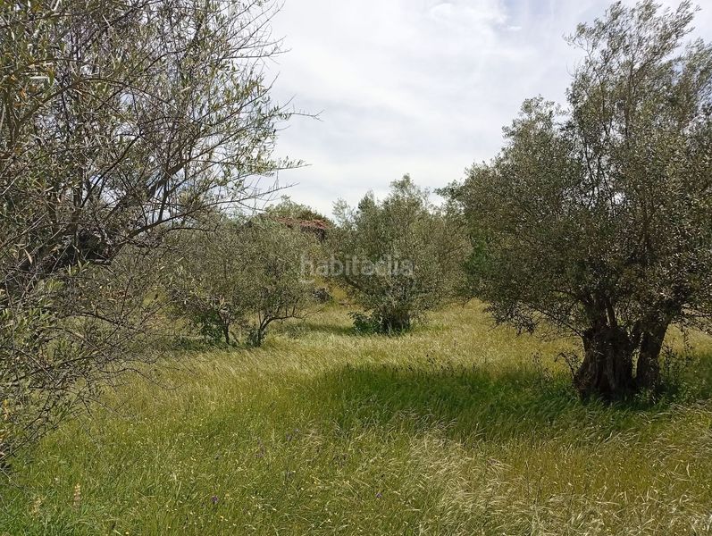 Foto 4093c7f4-e46b-4a4f-97d8-7c5c02378394. Finca rústica a Villanueva de la Vera
