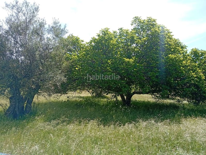 Foto 6581ec92-fc56-4376-9406-e1e53da833c6. Finca rústica a Villanueva de la Vera