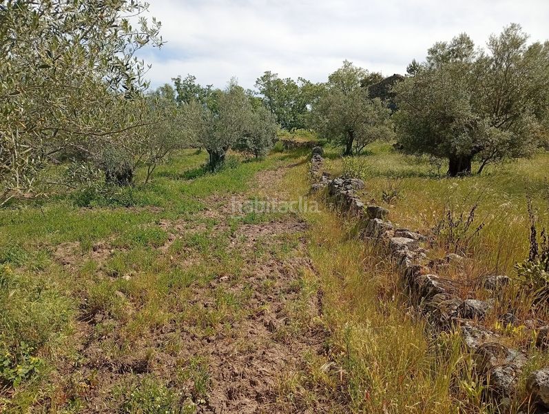 Foto 950ff132-ba83-41ad-93e6-6f4d04eaaf93. Finca rústica a Villanueva de la Vera