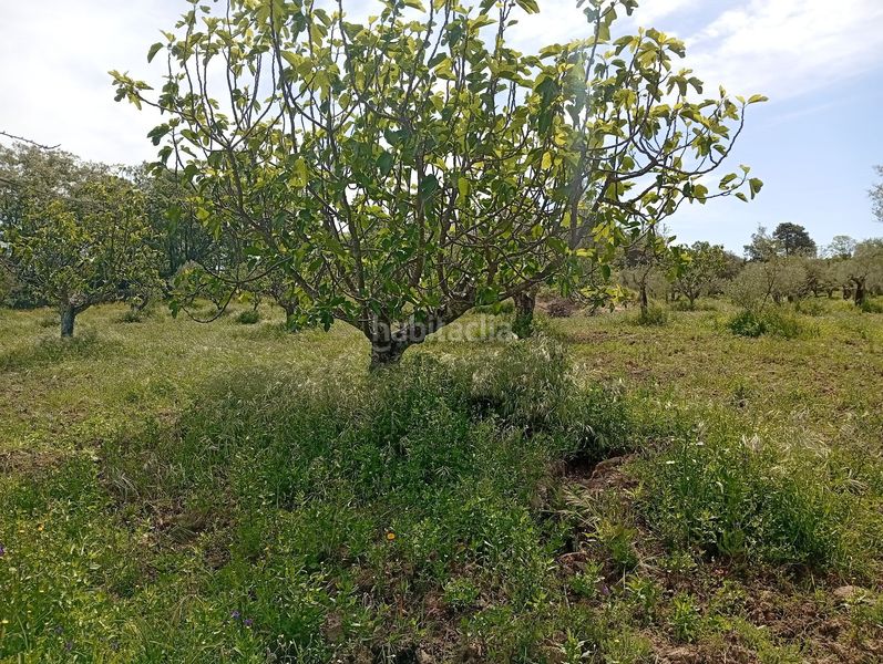 Foto e67d37e8-3061-4c55-92dc-381070a16c9a. Finca rústica a Villanueva de la Vera