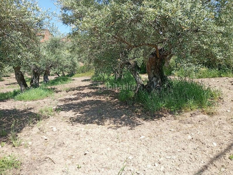Foto 47d0c759-789b-48a2-9b63-50f4d0f6f0c0. Finca rústica a Villanueva de la Vera
