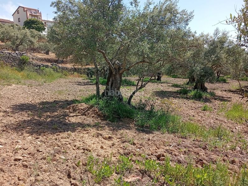 Foto 4fe615e9-fee8-46c8-ba69-1e193b9e8b13. Finca rústica a Villanueva de la Vera