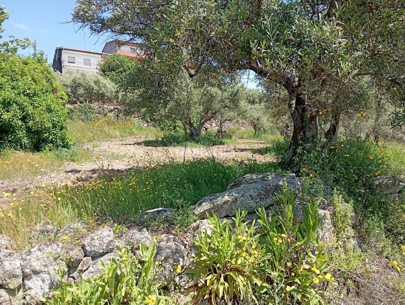 Foto 5ecefe07-a650-4bd6-8707-5607c7c2f6fb. Finca rústica a Villanueva de la Vera