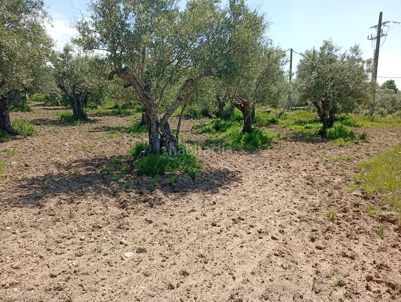 Foto 613b00f7-8a50-40db-8219-f3e37e4c623f. Finca rústica a Villanueva de la Vera