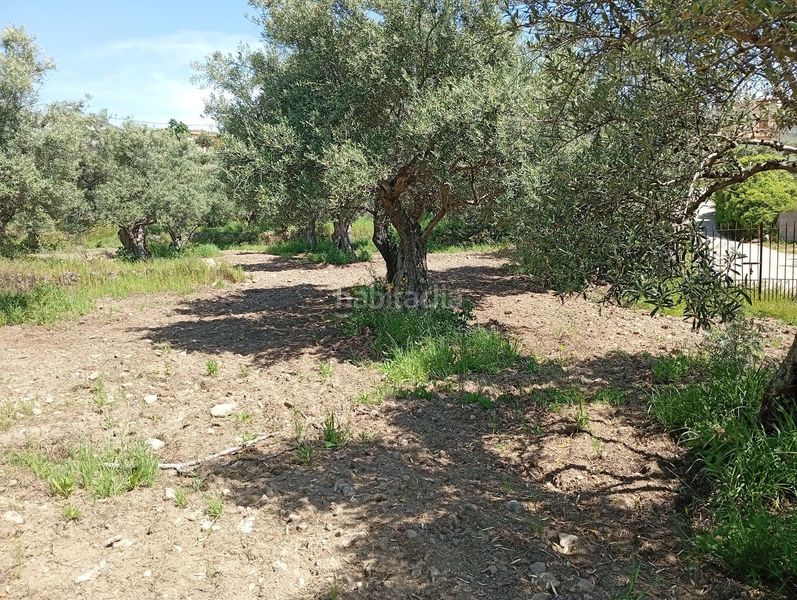 Foto 83951df4-ea15-4149-b0ae-3271a88dd8c7. Finca rústica a Villanueva de la Vera