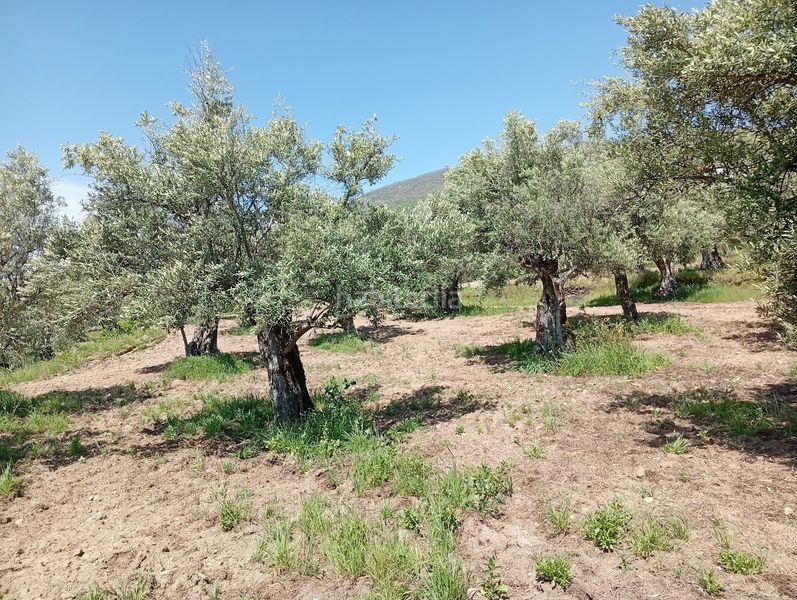 Foto a14a6595-a684-4292-b3ca-52a34e847446. Finca rústica a Villanueva de la Vera