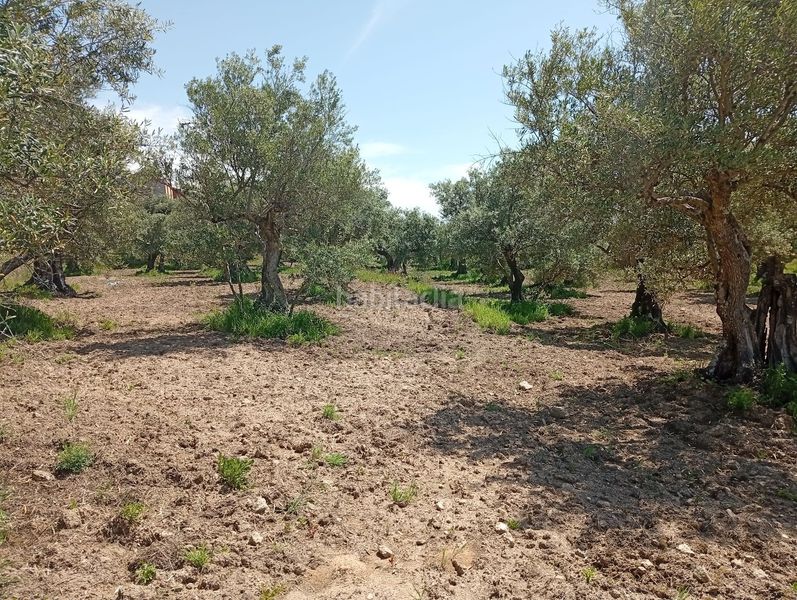 Foto a1f36e3e-7d7b-47a4-8aae-6aeaa909d32d. Finca rústica a Villanueva de la Vera