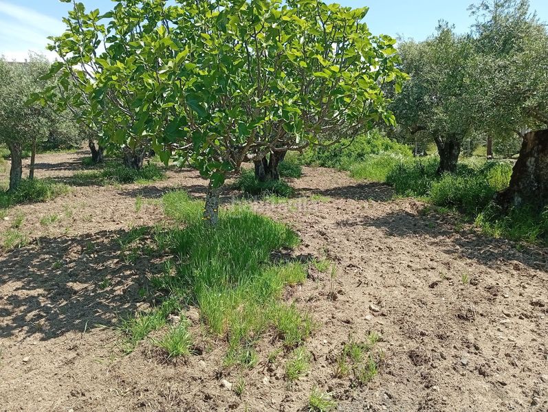 Foto aed38a1a-ccfa-4f01-a27e-f808cf8839ea. Finca rústica a Villanueva de la Vera