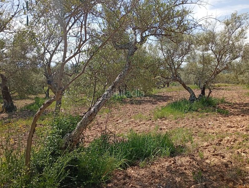 Foto b2aa72c8-2018-4e90-adc3-004b9967bdd6. Finca rústica a Villanueva de la Vera
