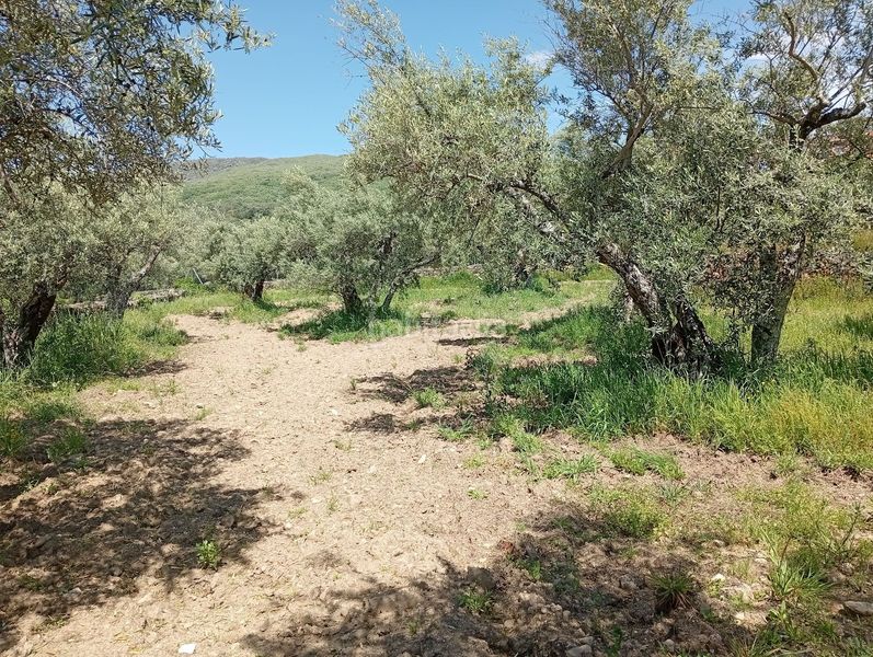 Foto c9892b42-6712-4cc0-843c-1f7ff34891e3. Finca rústica a Villanueva de la Vera