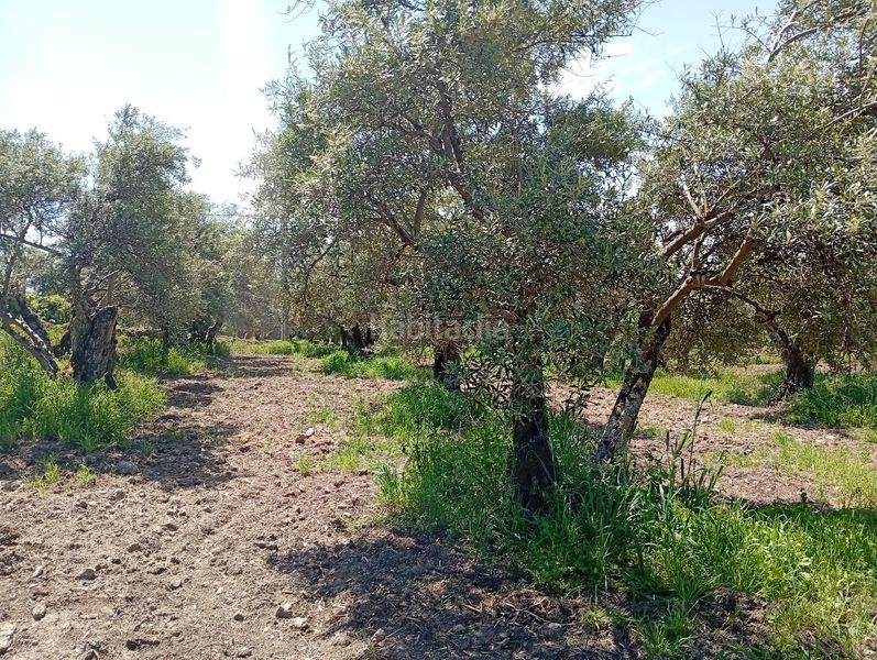 Foto d5baaac6-7568-494b-8176-2a9ec8799529. Finca rústica a Villanueva de la Vera