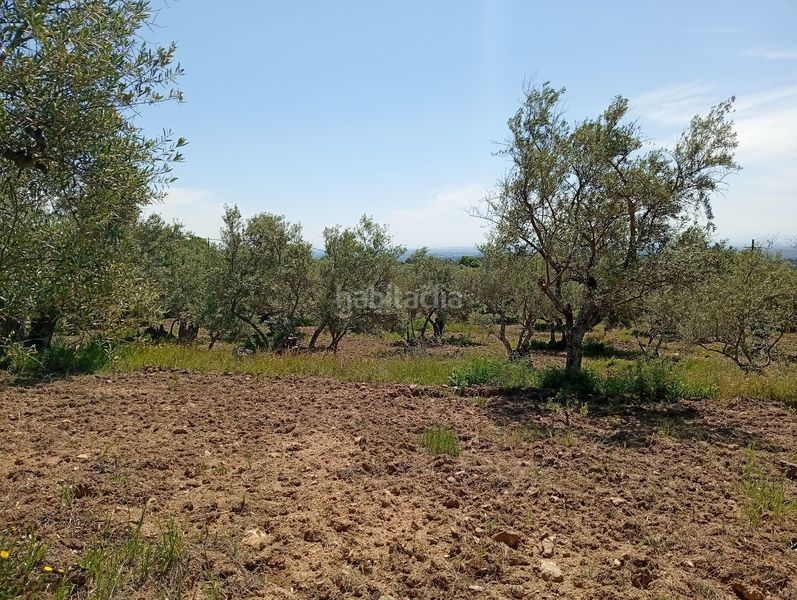 Foto da1ae26c-189e-463b-b710-7f58c2adca03. Finca rústica a Villanueva de la Vera