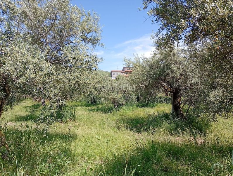 Foto ef32a7a1-d231-41b8-bcef-e41b9c23a5d0. Finca rústica a Villanueva de la Vera