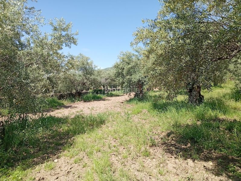 Foto f164b076-7e6f-4d2e-b33c-3a06beeea12c. Finca rústica a Villanueva de la Vera