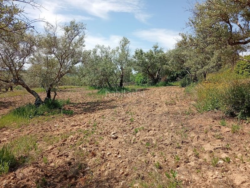 Foto f52192f5-80d9-43b2-88d1-604284842388. Finca rústica a Villanueva de la Vera