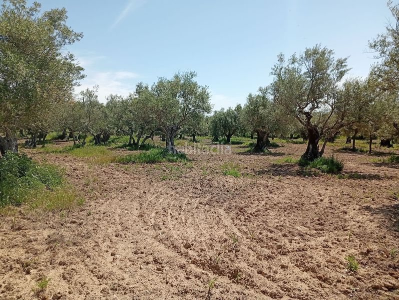 Foto fa664e8d-e21b-4c30-afa2-5968eef61095. Finca rústica a Villanueva de la Vera