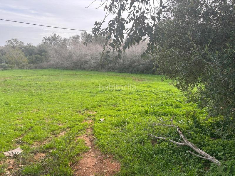 Foto 8357889d-ca1a-46ee-b44c-2a4b1d227be2. Finca rústica a La Muela Vejer de la Frontera