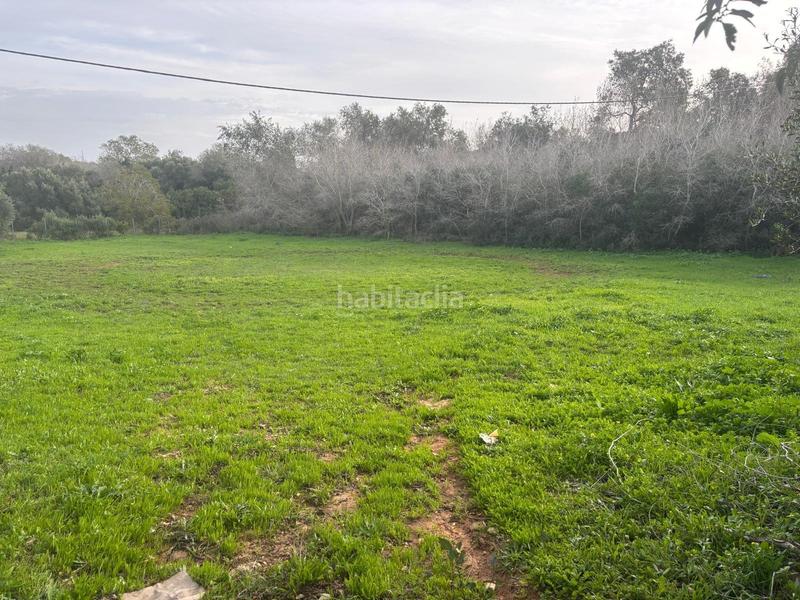 Foto e96939ba-2643-4ea7-bc10-eee0b20a943d. Finca rústica a La Muela Vejer de la Frontera