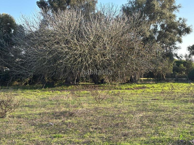 Foto 23a6818b-8f5e-49d4-a4a3-05046dce37cc. Terreno residencial estupenda parcela con bonitas vistas en Barbate