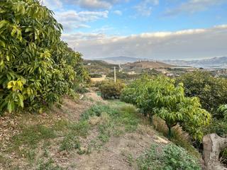 Finca rústica a Minasierra alta 1. Finca de subtropicales en motril