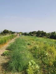 Finca rústica a Gava Mar. Agrícola , para cultivar tus propias verduras y frutas,  gava