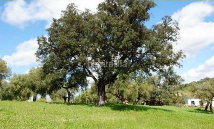 Foto 296cbd3d-452c-4356-a621-1ac69f5063e5. Masia a Bosque (El)