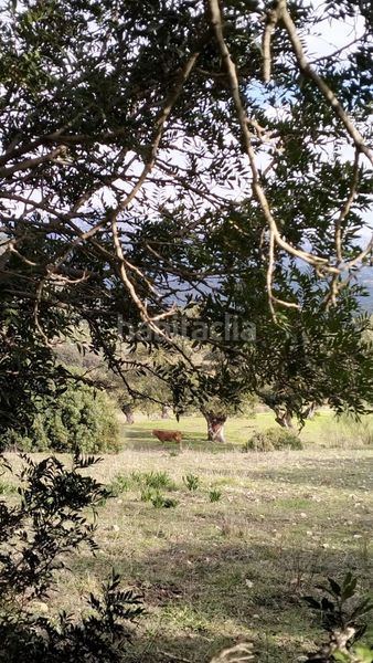 Foto 71cf1c0f-8f64-4875-97d9-cb0a825df71f. Masia a Bosque (El)