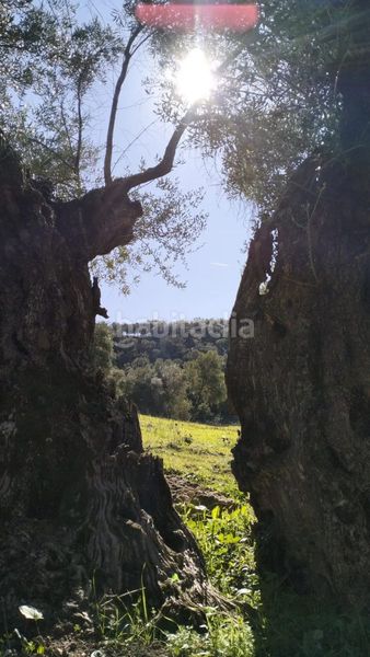 Foto deb70fee-7ec9-4854-9e4d-81f1006b9ef5. Masia a Bosque (El)