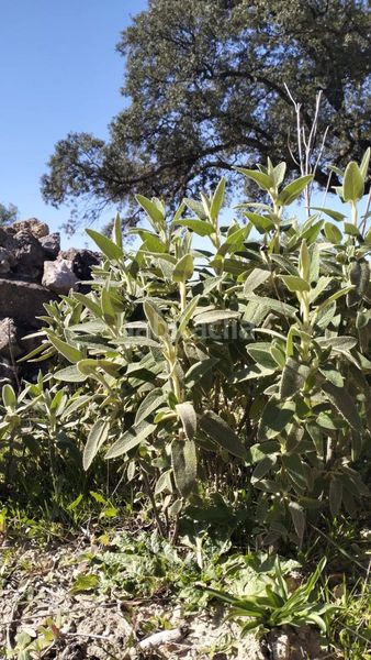 Foto e057cd6d-9187-4e37-8dd6-9d65f6b55680. Masia a Bosque (El)