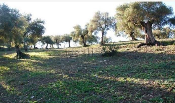 Foto f1298335-cf6d-432d-8700-377cfa165c70. Masia a Bosque (El)