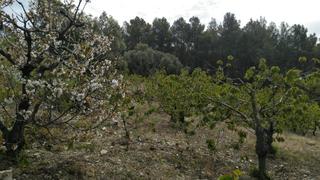 Finca rústica a Sant Climent de Llobregat. Solar agricola con arboles frutales