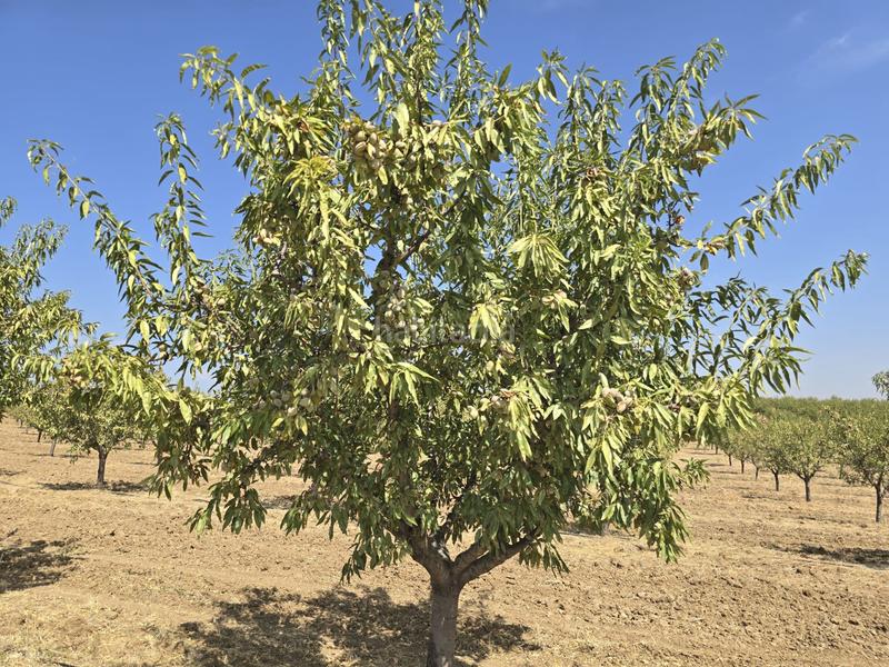 Foto 6bc75018-6d04-4f86-93c7-7cc89b7d543d. Finca rústica terreno en venta ( toledo) en Recas