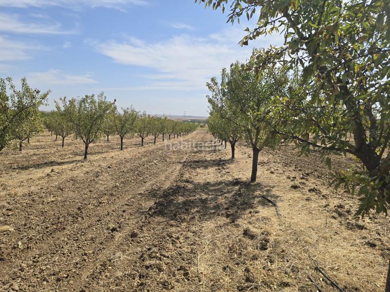 Foto e9087374-9588-447c-b97d-4be66167bf60. Finca rústica terreno en venta ( toledo) en Recas