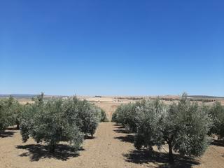 Finca rústica a Jauja
