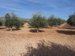 Finca rústica a Lahiguera. Magnífica oportunidad