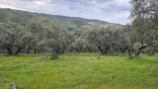 Finca rústica a Montoro. Estupenda oportunidad