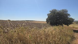 Finca rústica a Carrión de Calatrava. Magnífica finca