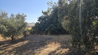 Landgut in Bobadilla - Bobadilla Estación - La Joya