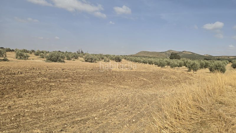 Foto 0397b924-47ee-4272-a796-1a2866b52065. Finca rústica a Poleares Lucena