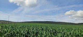 Rural plot in Zafra