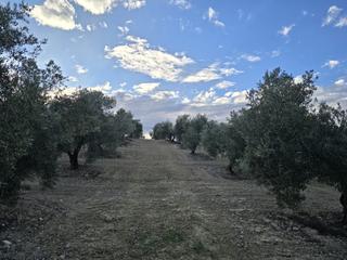Finca rústica a Roda de Andalucía (La). Magnífica finca de olivar