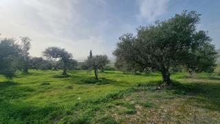 Terreny residencial a Centro. Parcela rústica de 12.530m en venta con licencia para construir